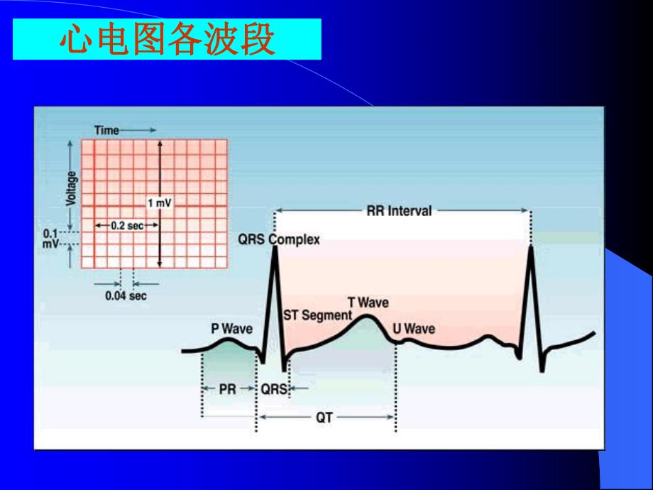 心电图岗前培训PPT幻灯片.ppt_第2页