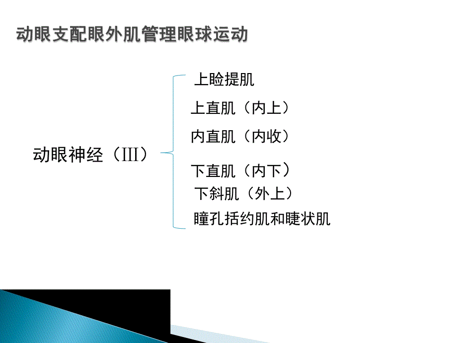 动眼神经解剖图文.ppt_第2页