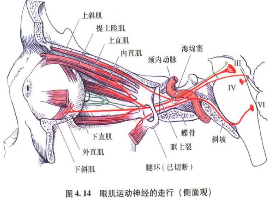 动眼神经解剖图文.ppt_第3页