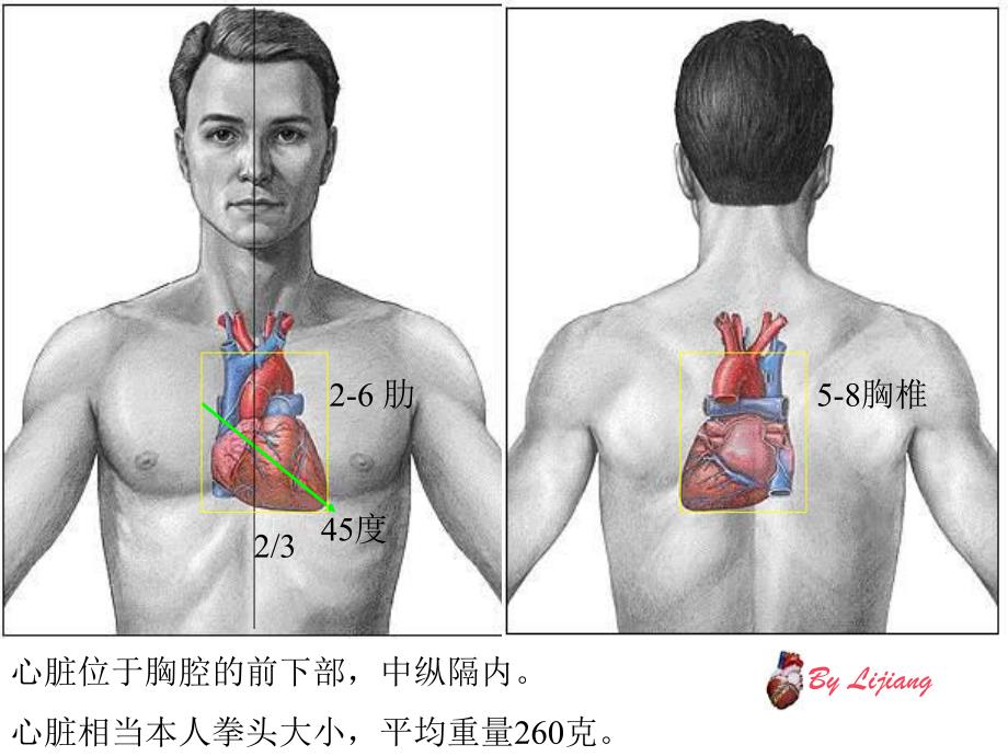 心脏解剖基础.ppt_第2页