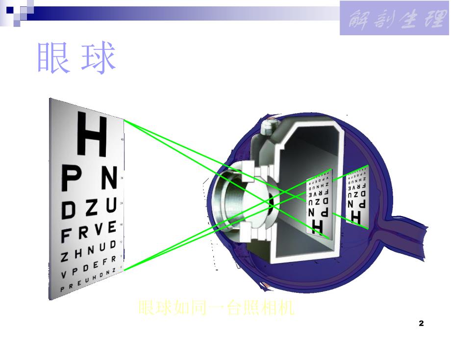 眼部解剖生理.ppt_第2页