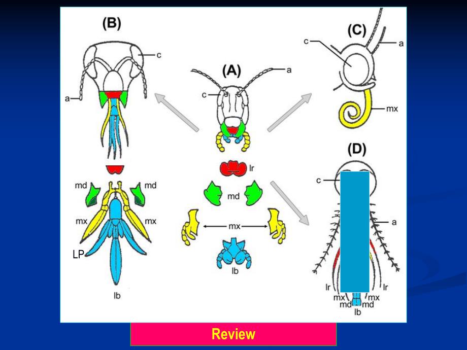 Entomology4昆虫的胸部Thorax.ppt_第3页