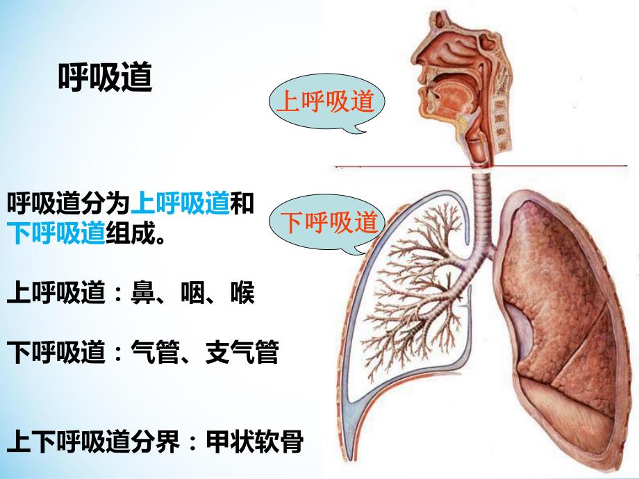 呼吸系统生理解剖.ppt_第3页