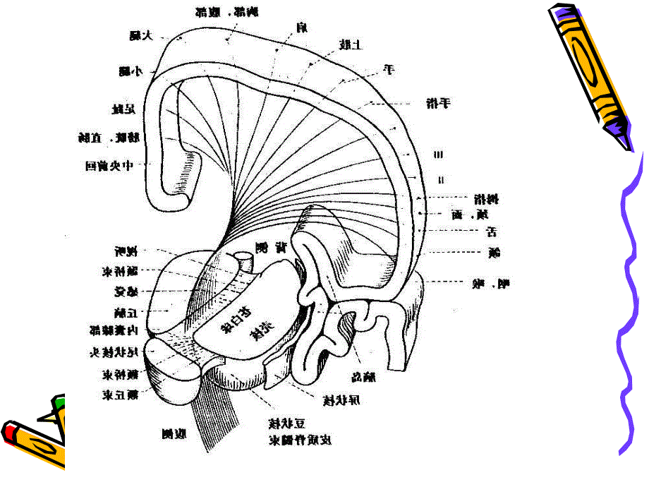 神经系统病变的定位诊断.ppt_第2页