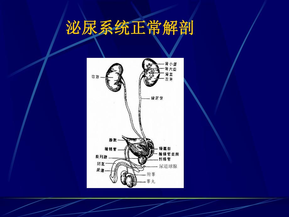 泌尿系统梗阻.ppt_第2页