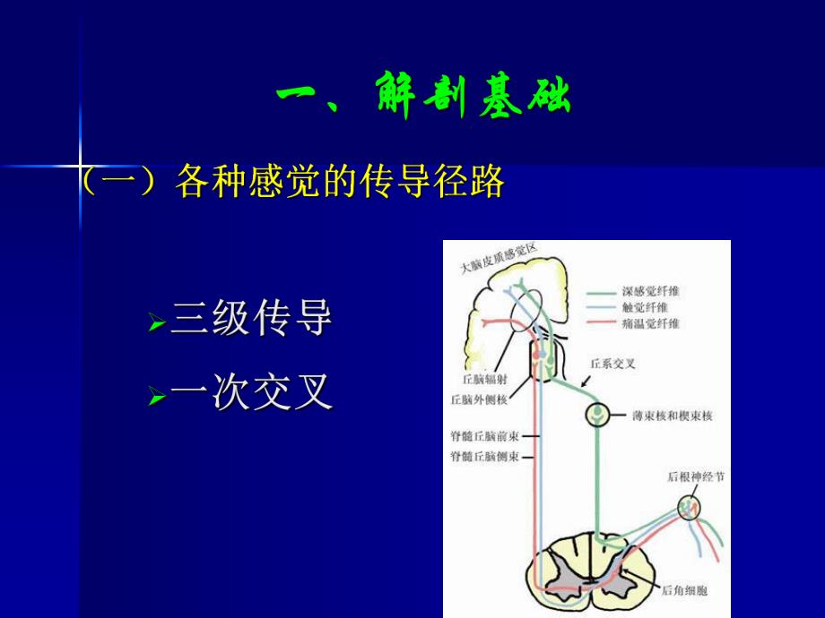 神经系统损害的定位诊断.ppt_第3页