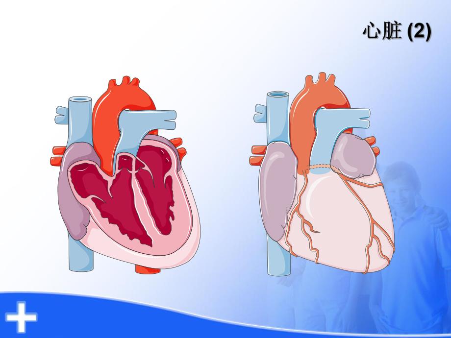 心脏解剖及生理.ppt_第3页