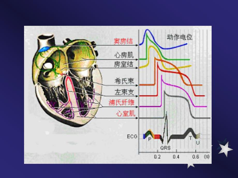 实用心电图(正常心电图).ppt_第3页