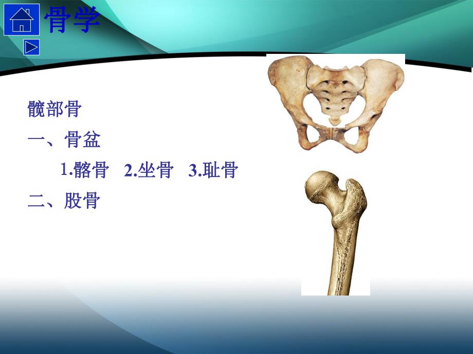 髋部解剖及生物力学.ppt_第3页