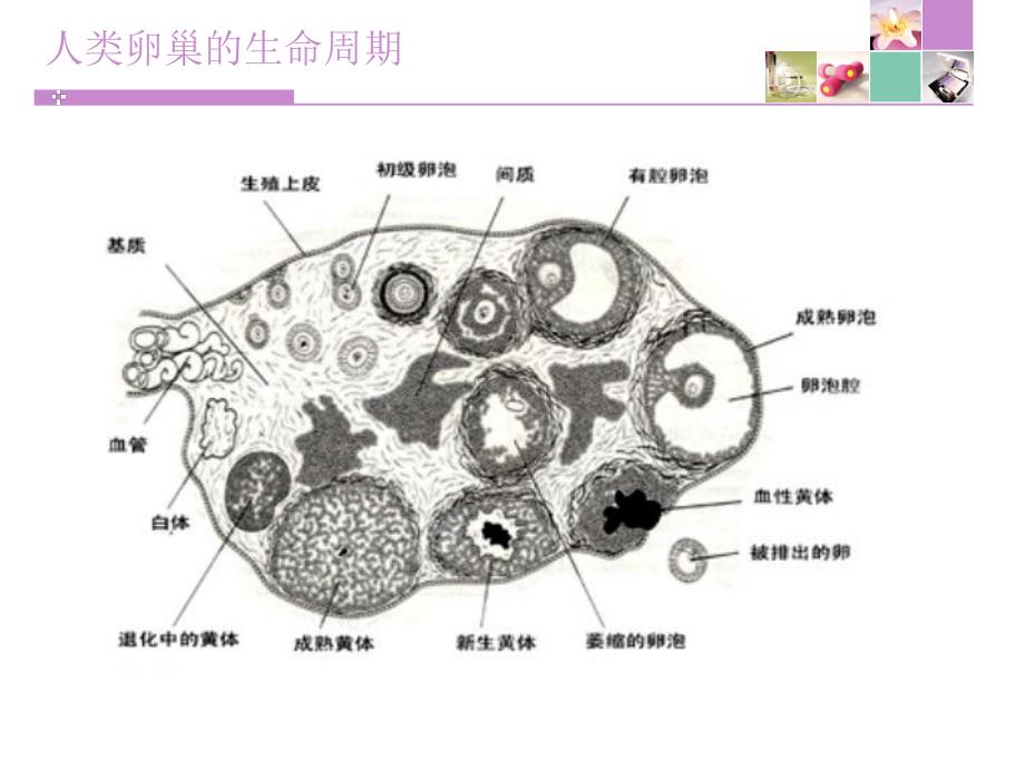 黄体破裂.ppt_第3页