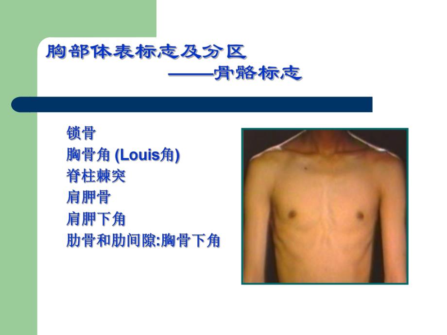 胸部检查（1） .ppt_第2页