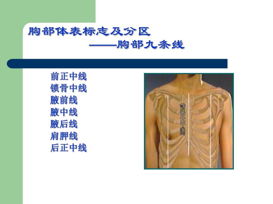 胸部检查（1） .ppt_第3页