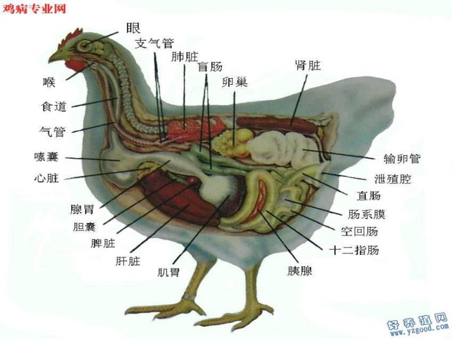 鸡解剖图及各器官常见病分析.ppt_第1页