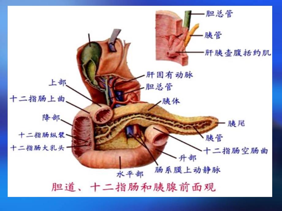 讲课胰腺疾病超声诊断.ppt_第3页