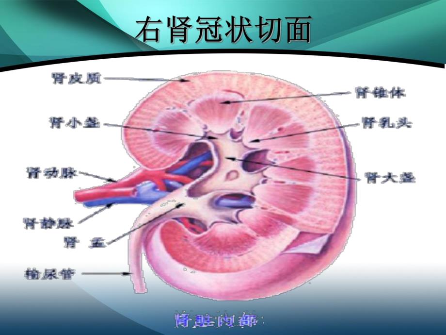 肾囊肿 幻灯片.ppt.ppt_第3页