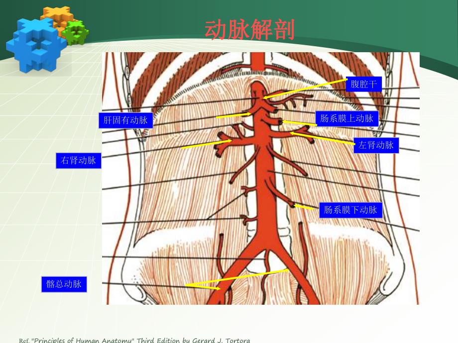 腹主动脉瘤.ppt_第2页