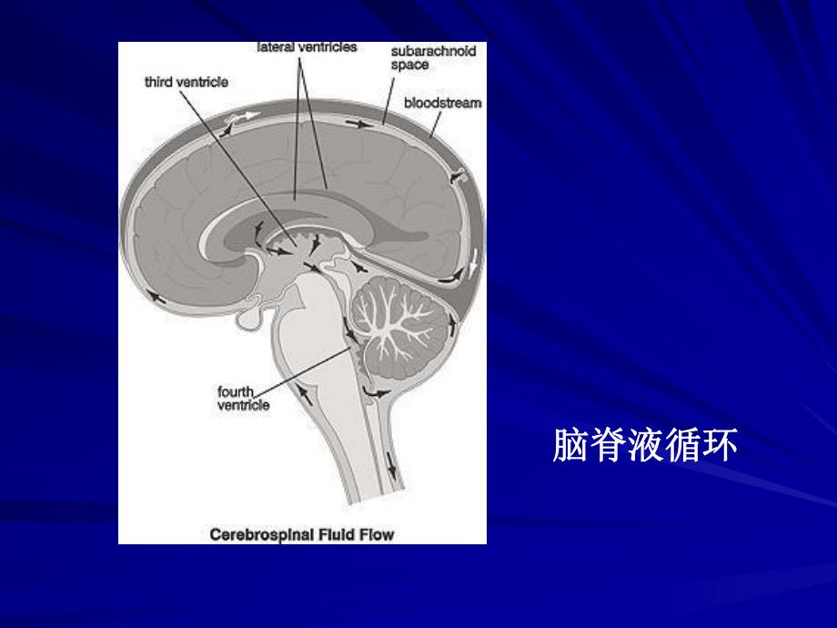 脑脊液检查.ppt_第3页