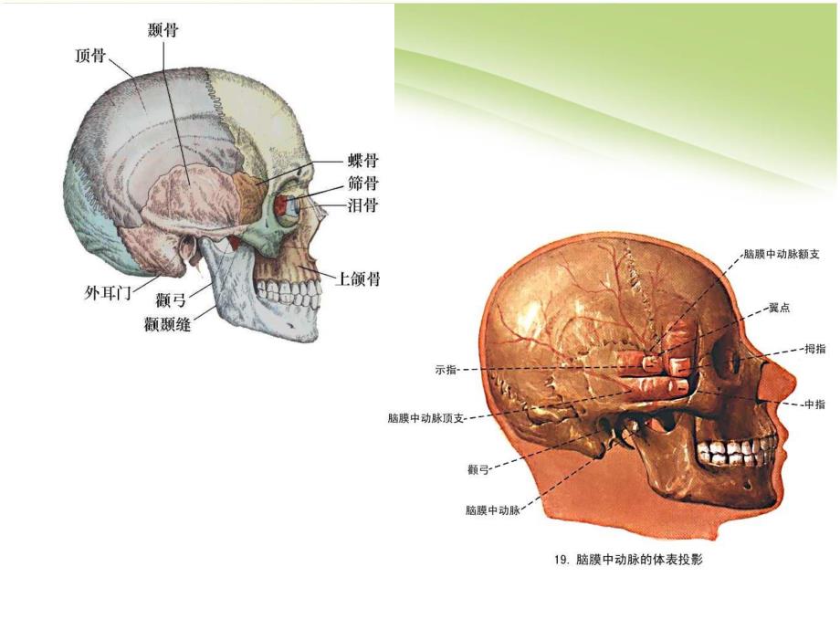 颅底解剖小讲课(结合CT影像).ppt_第2页