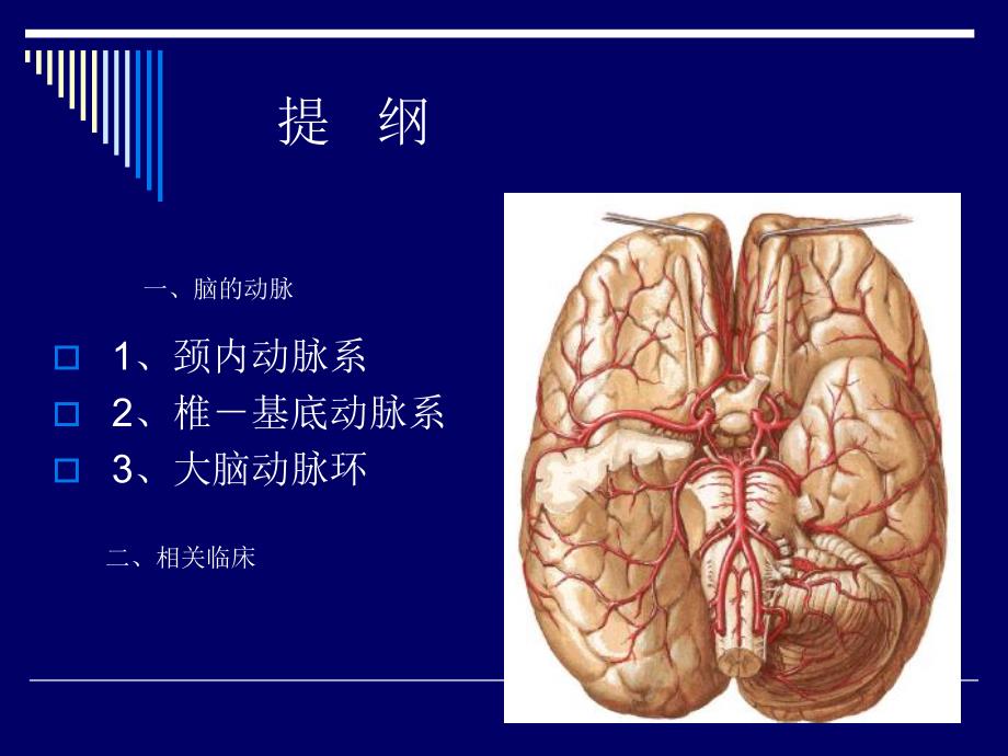 脑动脉的解剖[新版].ppt_第2页