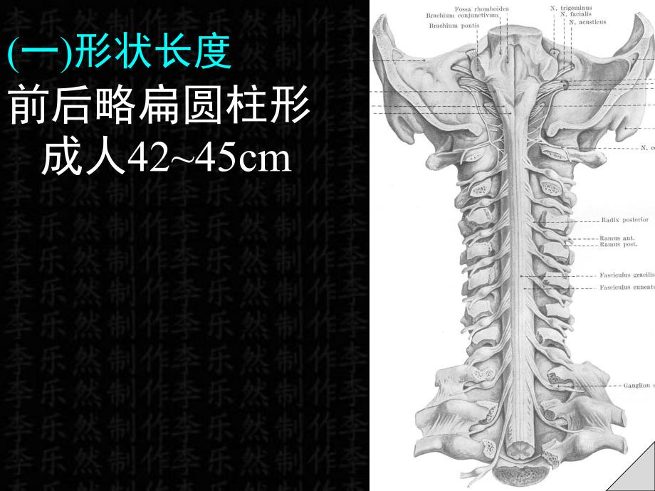 脊髓解剖彩色图谱.ppt_第2页