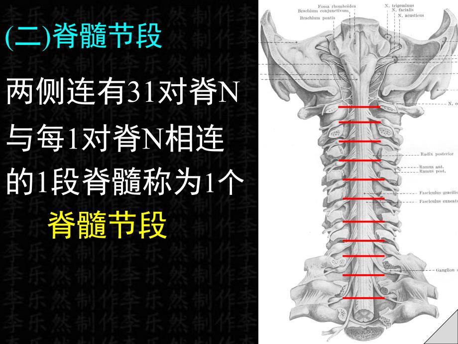 脊髓解剖彩色图谱.ppt_第3页