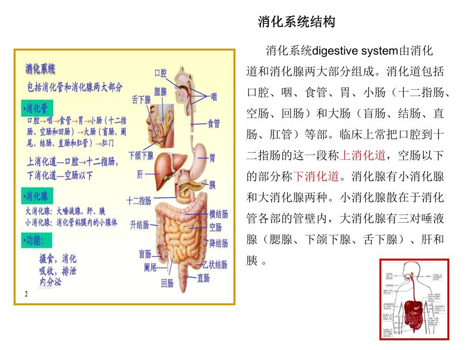 5消化系统疾病.ppt_第2页