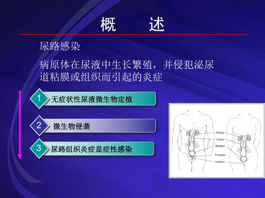 尿路感染.ppt_第3页