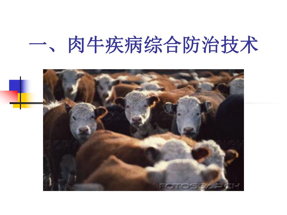 [优质文档]肉牛疾病综合防治技巧.ppt_第1页