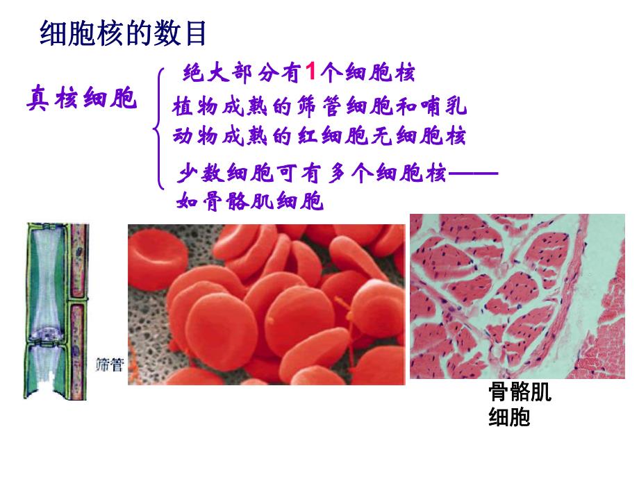 细胞核系统的控制中心.ppt_第3页