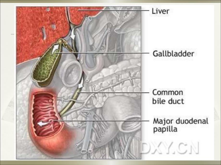 胆系疾病.ppt_第3页