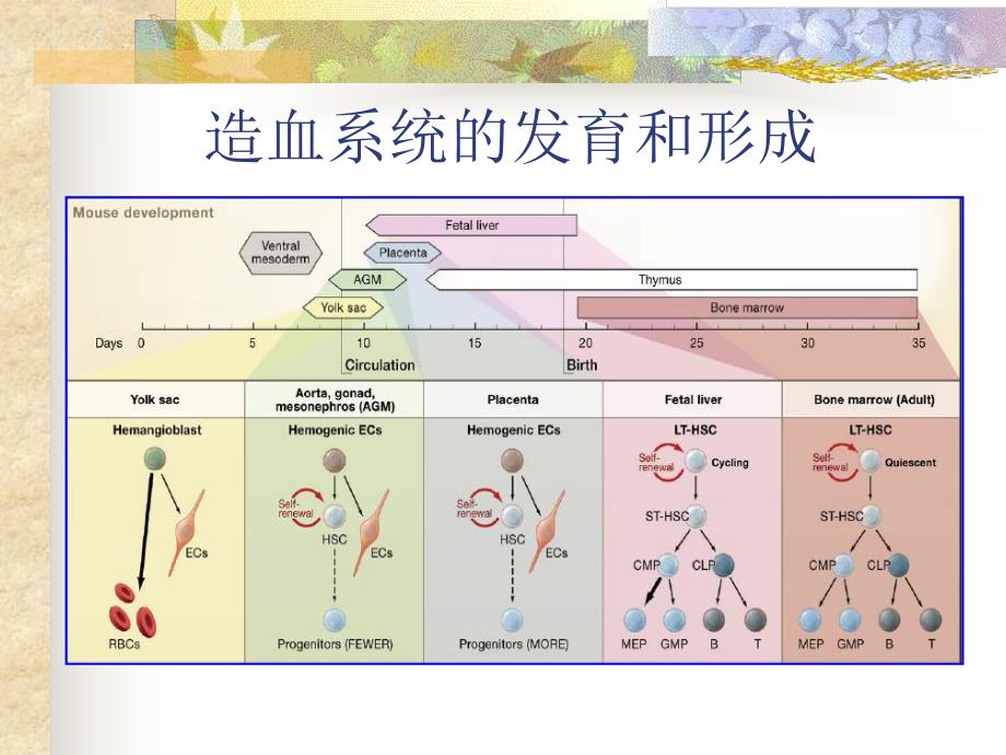 白血病发生的分子机理和分子诊断.ppt_第3页