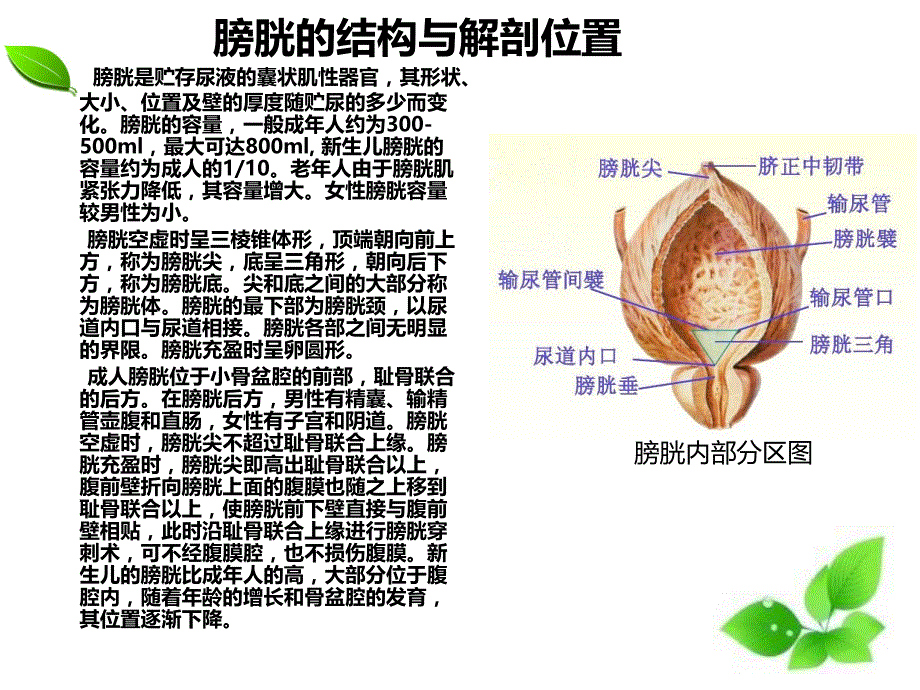 一例膀胱肿瘤电切术的护理查房.ppt_第3页