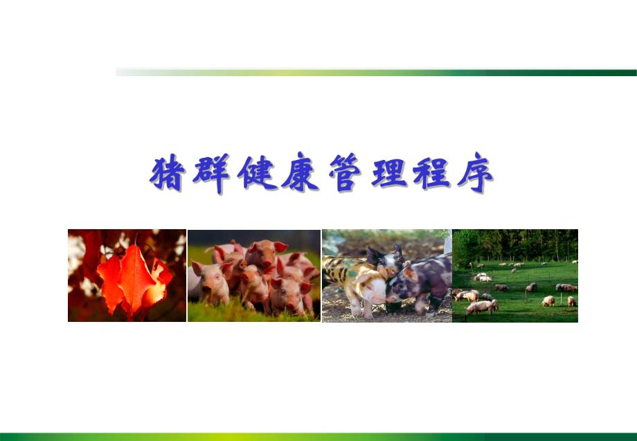 猪群保健程序.ppt_第1页