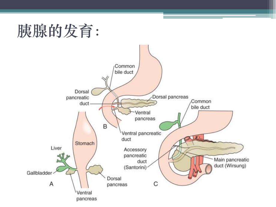 胰腺肿瘤.ppt.ppt_第3页