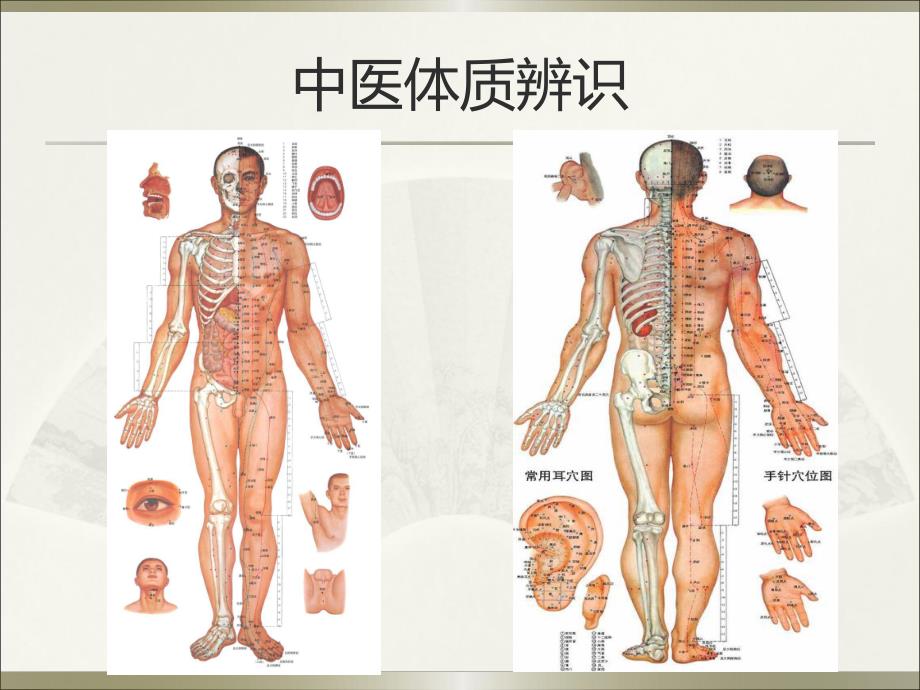 中医药健康知识讲座.ppt_第2页