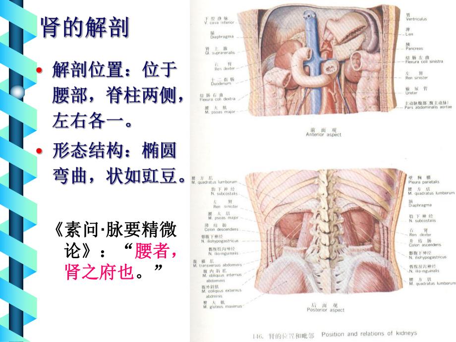 中医基础七肾.ppt_第2页