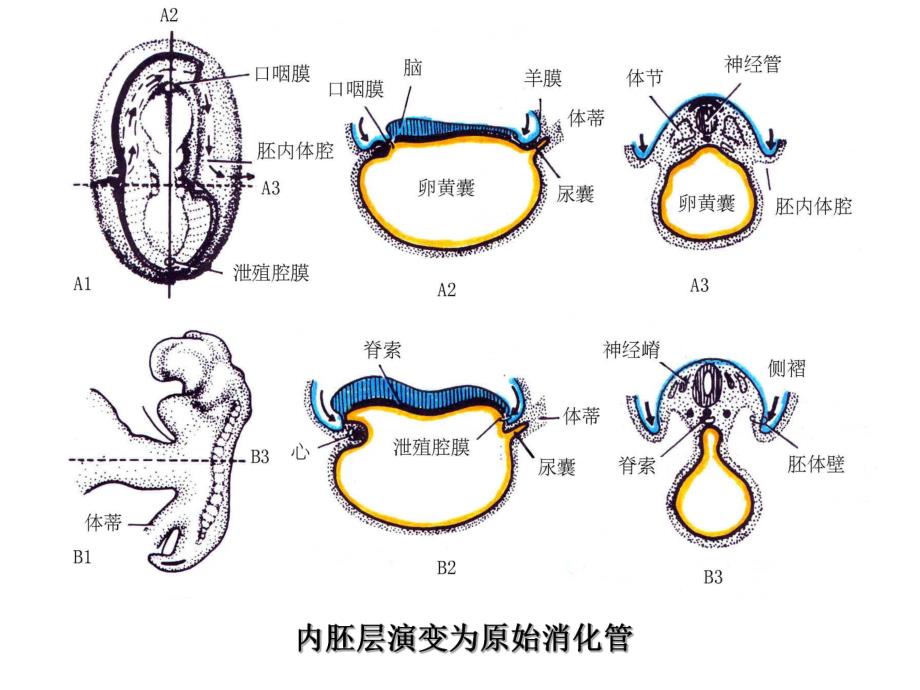 24消化系统和呼吸系统的发生.ppt_第3页