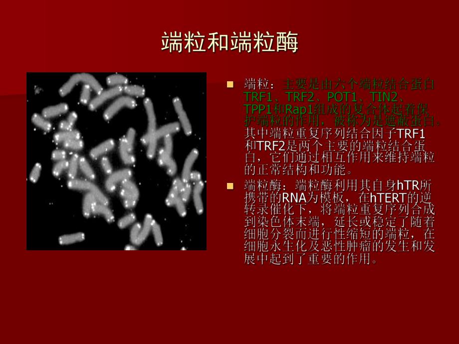 端粒、端粒酶与肿瘤.ppt.ppt_第3页