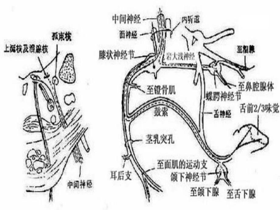 面神经解剖.ppt_第3页