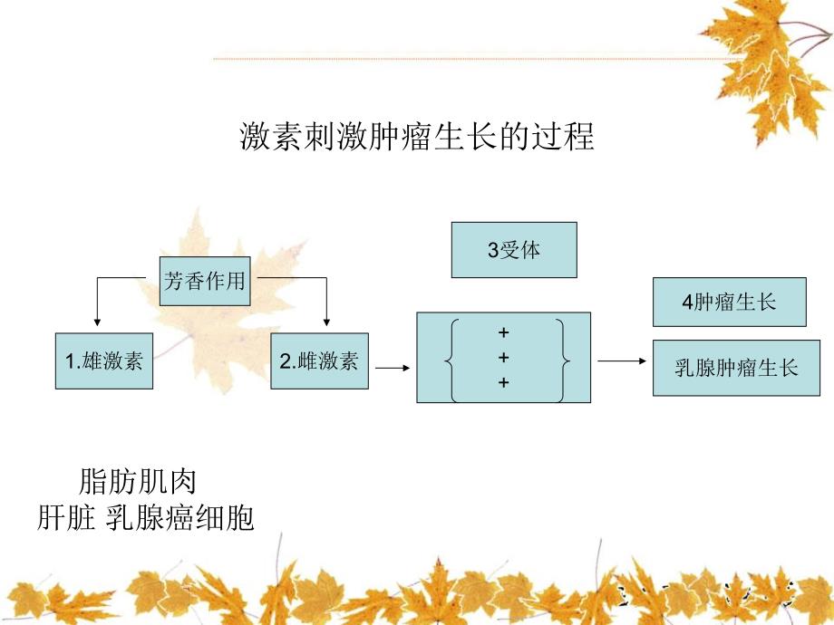 乳腺癌内分泌治疗.ppt_第3页