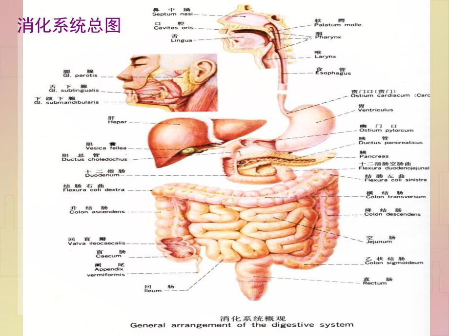 【原发性肝癌本科班课件】医学课件ppt52页.ppt_第3页