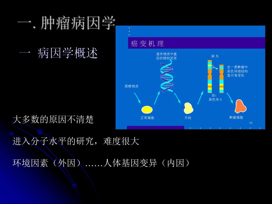 肿瘤的病因学.ppt_第3页