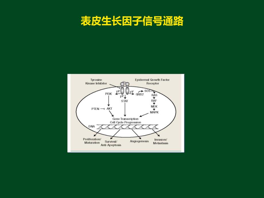 EGFRTKI耐药后治疗策略.ppt_第2页