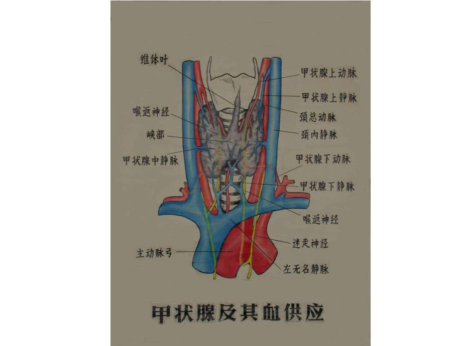 甲状腺癌.ppt_第3页