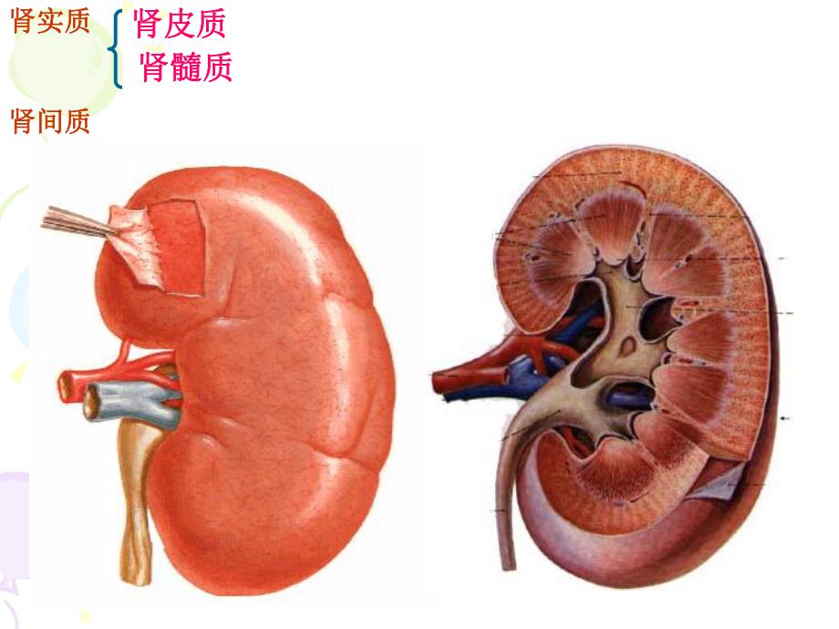 肾盂肾炎.ppt.ppt_第2页