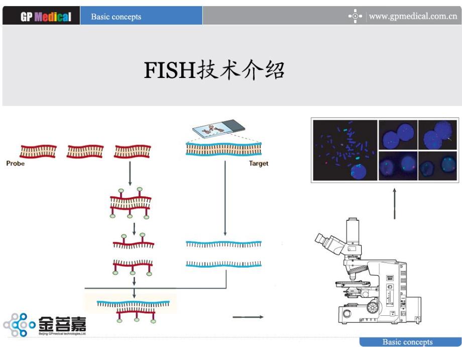 FISH技术临床应用.ppt_第3页