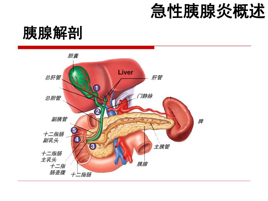 急性胰腺炎.ppt_第3页