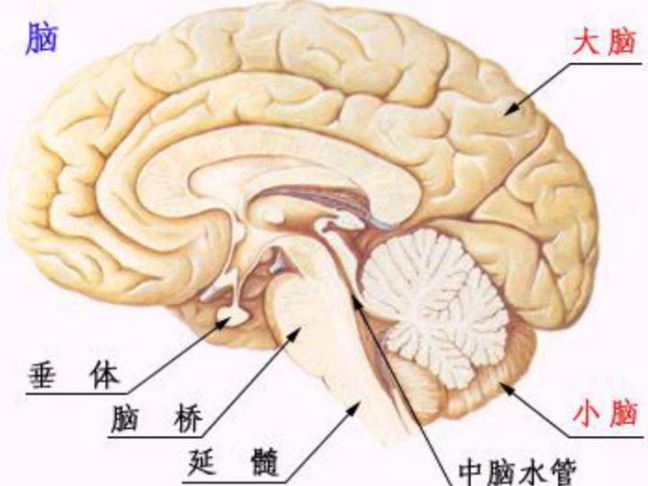 脑肿瘤的护理 .ppt_第3页