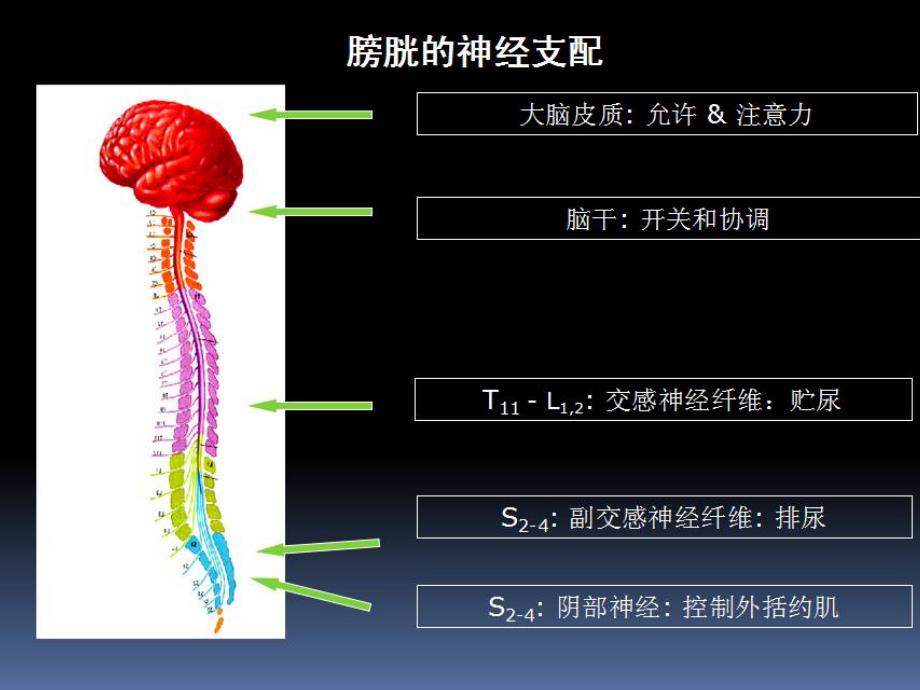 膀胱压力PPT.ppt_第2页