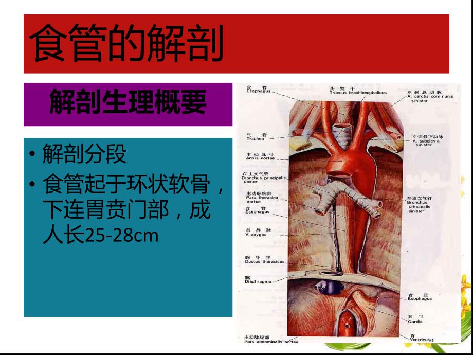 食管癌病人化疗护理.ppt_第2页